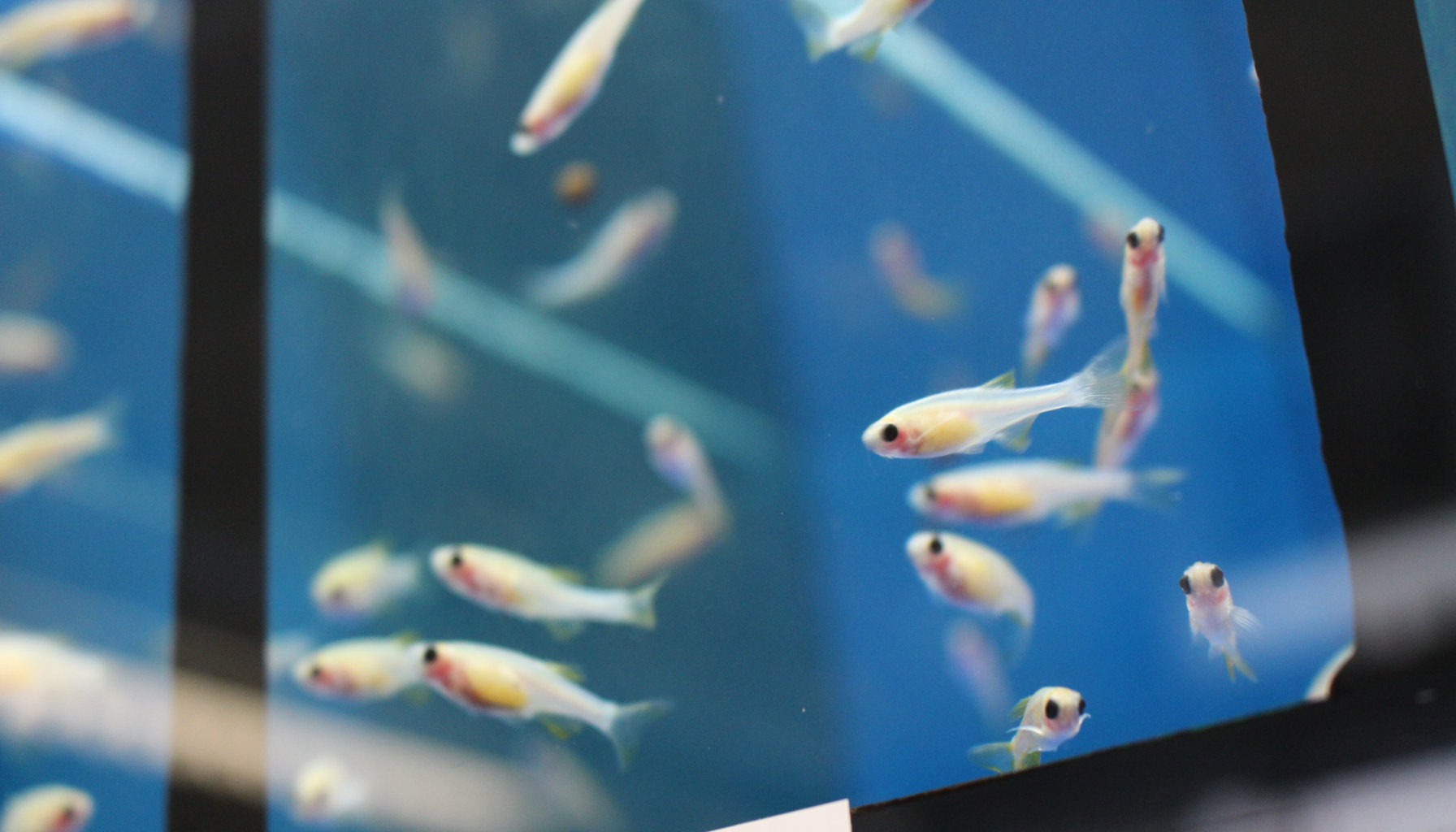 Nahaufnahme einer Anzahl kleiner Fische in einem Tank, der von PyRAT Aquatic überwacht und gesteuert wird